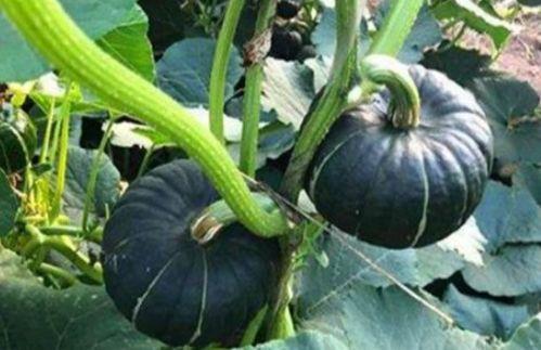 北美网红吃瓜事件真相是真的吗 第1张 北美网红吃瓜事件真相是真的吗 第1张